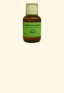 Homeoplant: Allium cepa