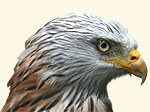 Vogel