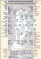 Die Bedeutung der Organe und Körperregionen - laminiertes Poster Tafel A1 zu "Bedeutung der Symptome" / Antonie Peppler
