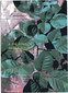 A Proving of Aegle Folia / Muzumdar A Proving of Aegle Folia / Muzumdar