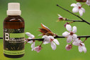 Baum Essenz - 2. Apfelbaum - Kraft der Ganzheit - 50 ml / Harald Knauss Baum Essenz - 2. Apfelbaum - Kraft der Ganzheit - 50 ml / Harald Knauss