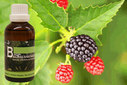 Baum Essenz - 4. Brombeere -Kraft der fruchtbaren Erdung - 50 ml / Harald Knauss Baum Essenz - 4. Brombeere -Kraft der fruchtbaren Erdung - 50 ml / Harald Knauss