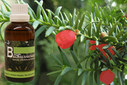 Baum Essenz - 7. Eibe - Kraft der Verinnerlichung - 50 ml / Harald Knauss