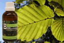 Baum Essenz - 13. Hainbuche - Kraft der Ordnung - 50 ml / Harald Knauss Baum Essenz - 13. Hainbuche - Kraft der Ordnung - 50 ml / Harald Knauss