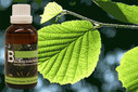 Baum Essenz - 14. Hasel - Kraft der Resonanz  - 50 ml / Harald Knauss
