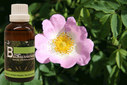 Baum Essenz - 15. Heckenrose - Kraft der Liebe  - 50 ml / Harald Knauss