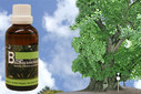 Baum Essenz - 21. Ulme - Kraft der Entschlossenheit - 50 ml / Harald Knauss Baum Essenz - 21. Ulme - Kraft der Entschlossenheit - 50 ml / Harald Knauss