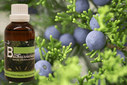 Baum Essenz - 22. Wacholder - Kraft der Stabilität  - 50 ml / Harald Knauss