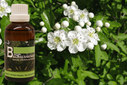 Baum Essenz - 24. Weißdorn - Kraft des Bewußtseins - 50 ml / Harald Knauss Baum Essenz - 24. Weißdorn - Kraft des Bewußtseins - 50 ml / Harald Knauss