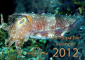 Homöopathie Kalender 2012 /  Narayana Verlag