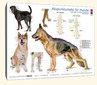 Akupunkturtafel für Hunde / Carola Krokowski