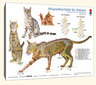 Akupunkturtafel für Katzen / Carola Krokowski