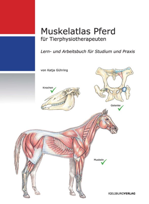 Muskelatlas Pferd